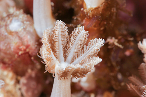 Nauticam Macro Converter