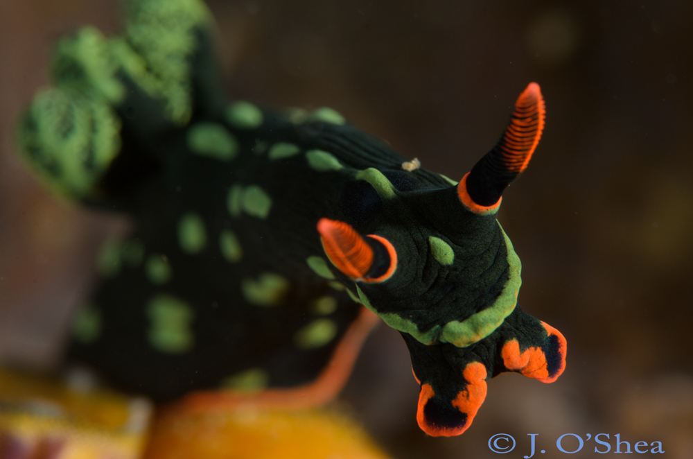 Solomons Trip Report Nembrotha Nudi