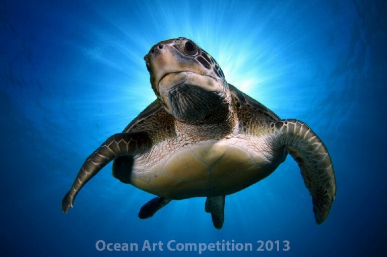 Ocean Art Photo Competition 2013 judges comments Portrait_MontseGrillo_IMG_0699