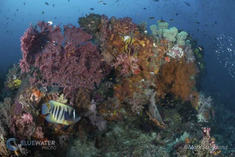 The coral reefs at Alor