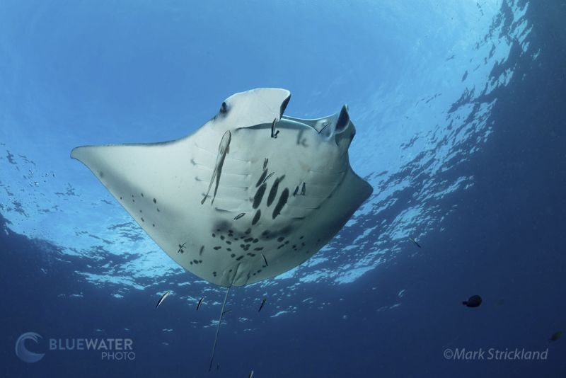 A manta ray swims gracefully overhead