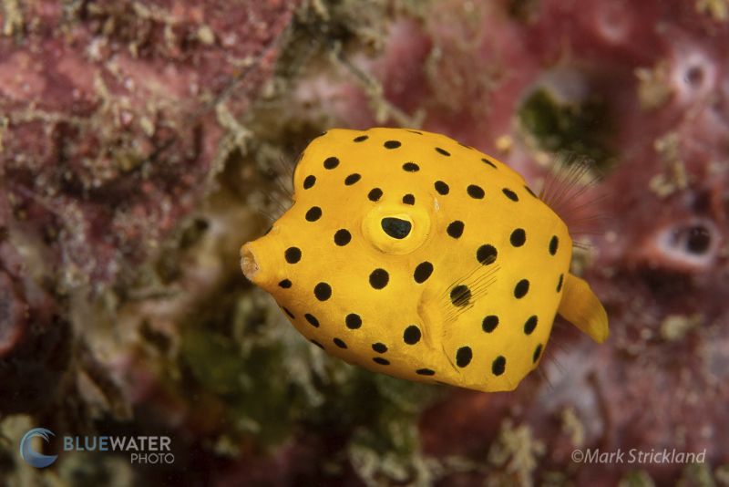 A spotted pufferfish swimming by