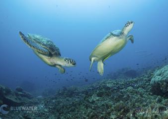 Two sea turtles race after each other