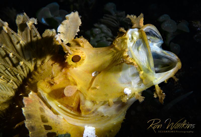 A yellow fish opens its mouth wide