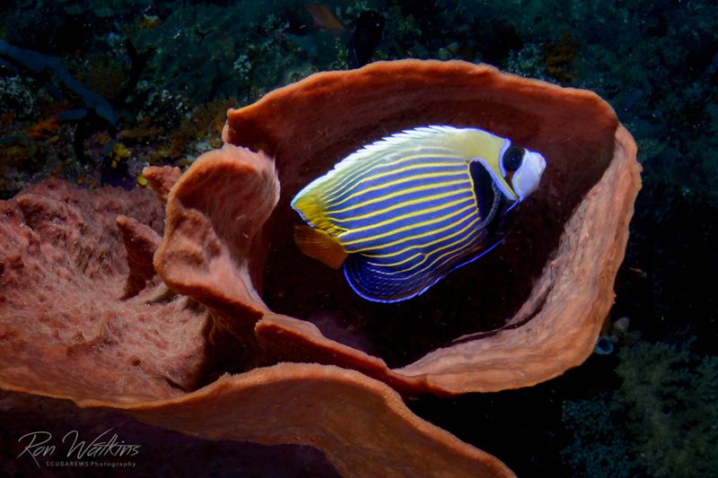A striped fish seeking safety within an orange coral