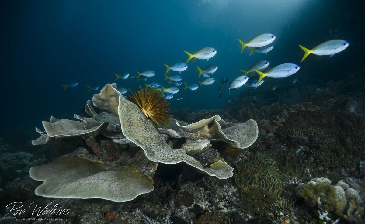 Yellow-tailed fish swim past table corals