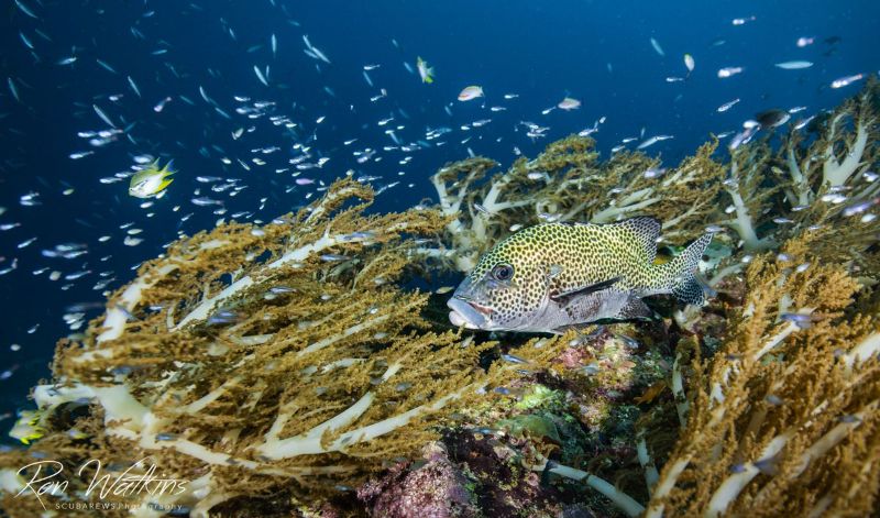 A spotted fish resting among the branches of a soft coral