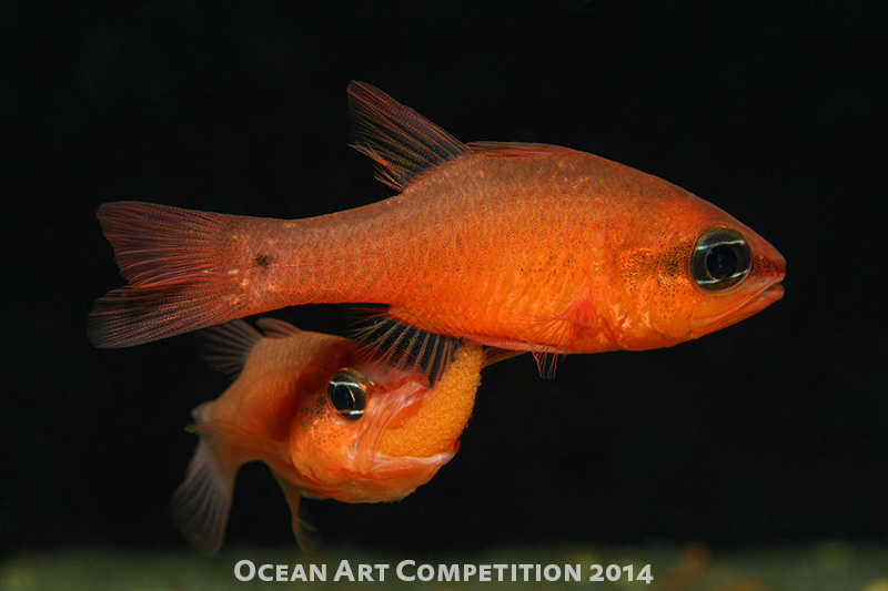 ocean art photo competition best of show macro