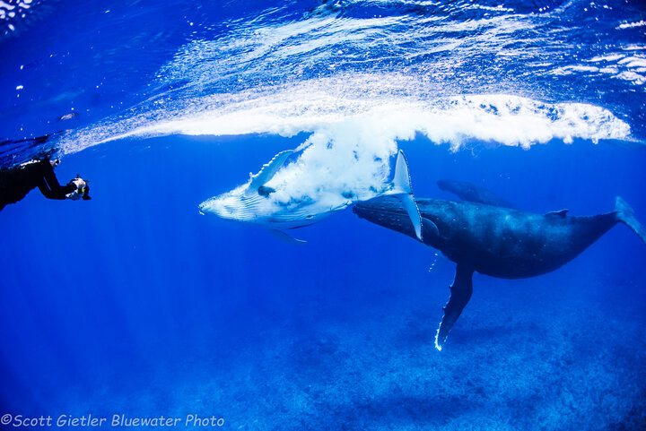 Humpback whale in Moorea