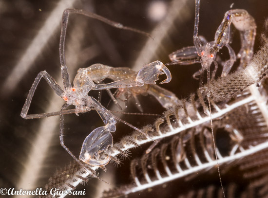anilao workshop underwater photos skeleton shrimp