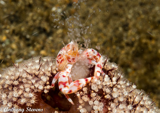 marine life behavior photo anilao