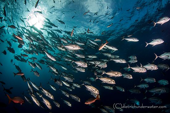 Pelagic Fish School Photography
