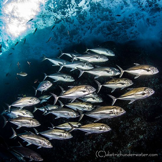 Pelagic Fish School Photography