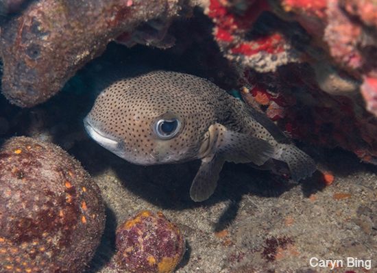 sony rx-100 III underwater photos