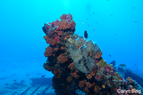 sony rx-100 III underwater photos