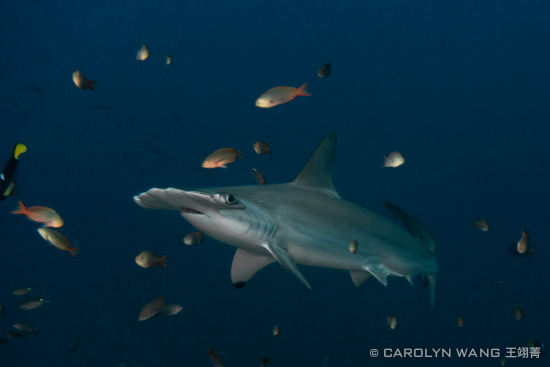 Scalloped Hammerhead Shark