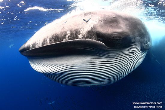 Bryde's Whale: Story Behind the Shot brydes_whale_perez_5