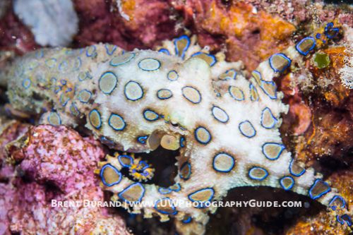 Mating Blue-Ringed Octopus
