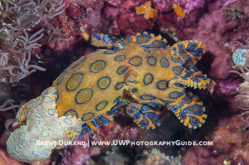 Mating Blue-Ringed Octopus