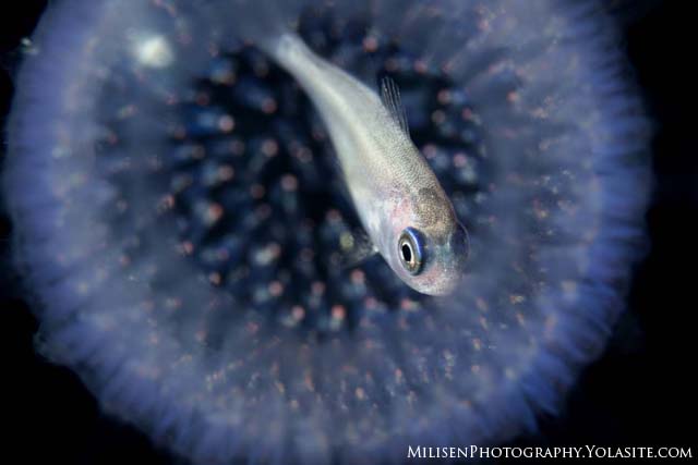 fish in pyrosome blackwater dive