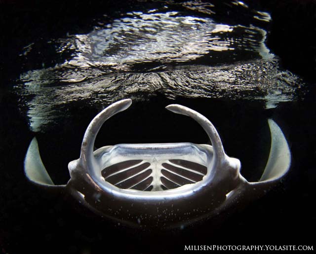 manta night dive