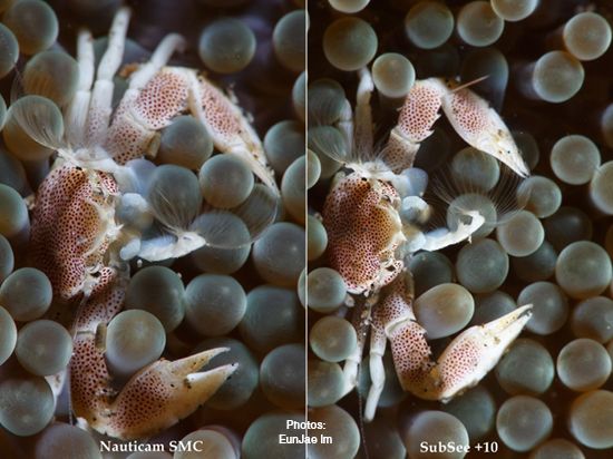 Nauticam SMC vs. SubSee +10 Comparison