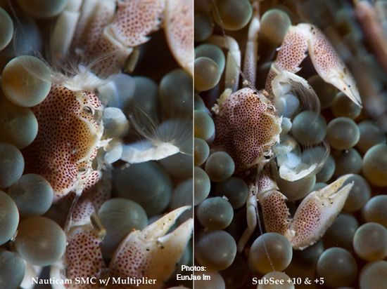 Nauticam SMC Magnifier vs. SubSee +10 +5 Comparison
