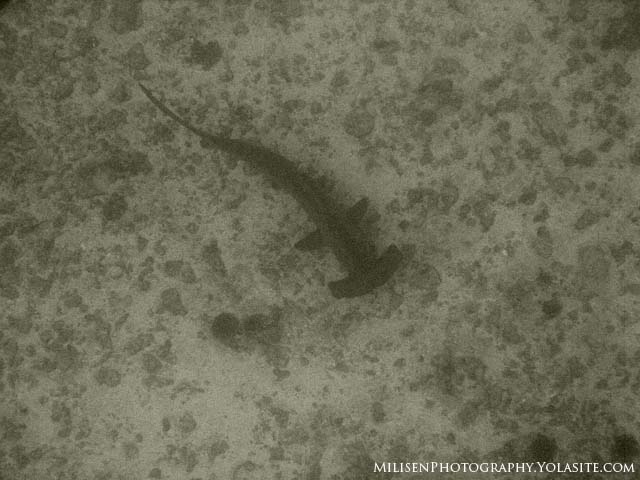 hammerhead shark at moku ho'oniki rock