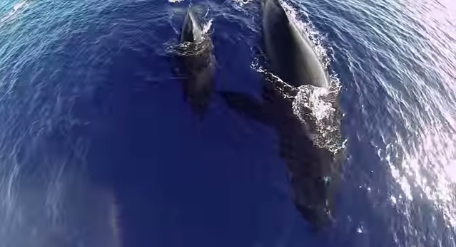 Humpback Whale Video with Drone and GoPro