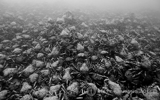 Spider Crabs at Rye Pier in Victoria Australia