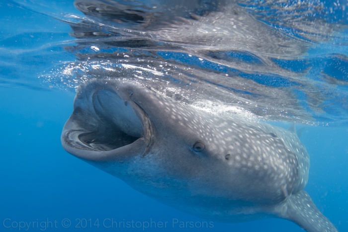 Whale Shark