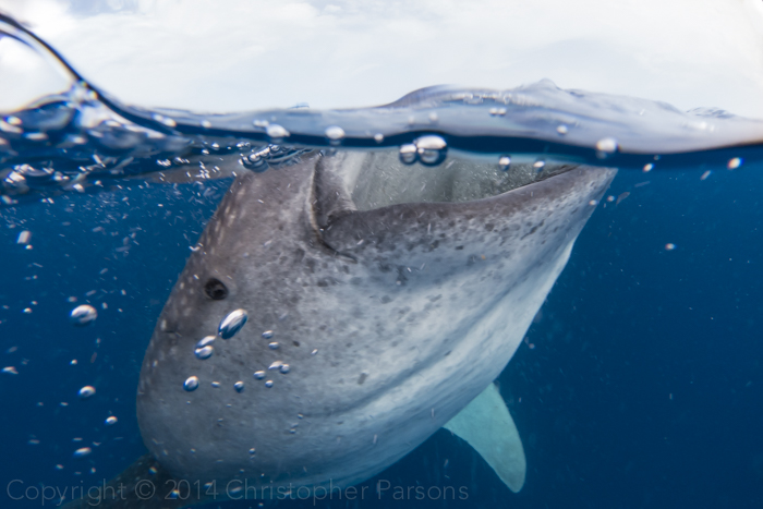 Whale Shark