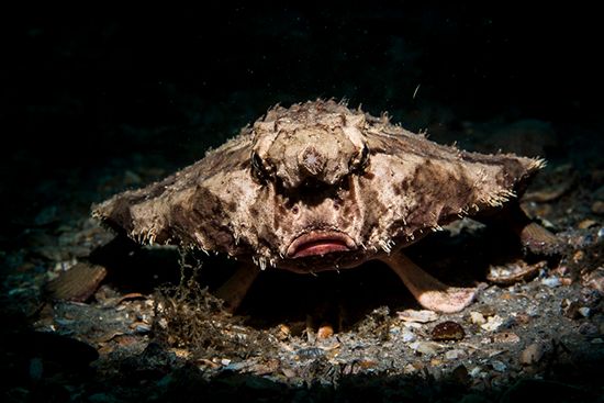 Blue Heron Bridge Batfish
