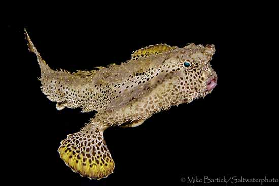 Blue Heron Bridge Batfish