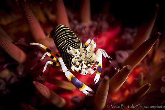 Blue Heron Bridge Bumblebee Shrimp