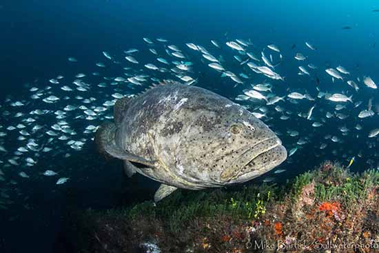 Florida Goliath Grouper