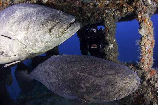 Florida Goliath Grouper