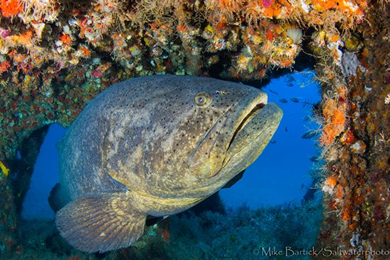 Florida Goliath Grouper