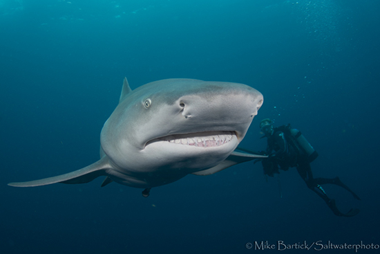 Lemon Shark in Florida