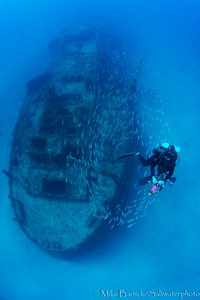 Lemon Shark in Florida