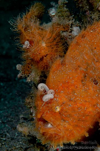 hairy frogfish