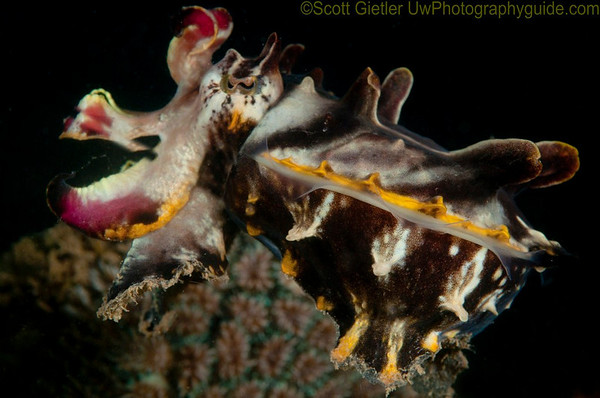 flamboyant cuttlefish mabul kapalai sipadan maco