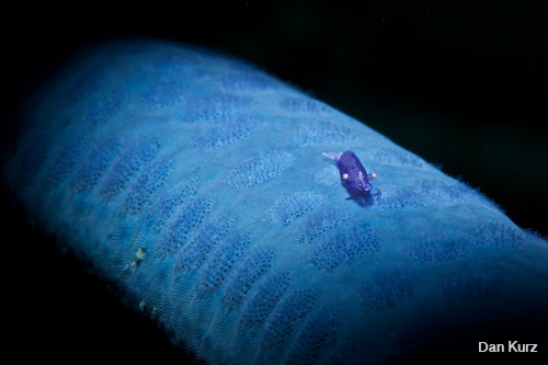 D7100 underwater photo of shrimp on starfish