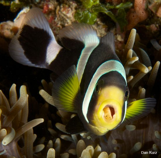 D7100 underwater photo of clownfish with isopod in mouth