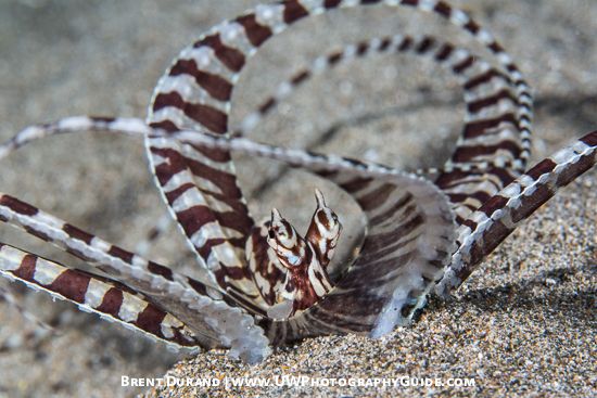 Mimic Octopus (Thaumoctopus mimicus)