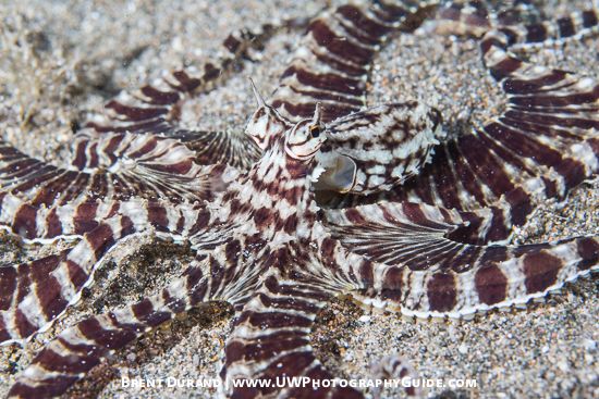 Mimic Octopus (Thaumoctopus mimicus)