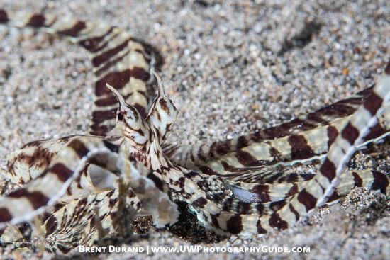 Mimic Octopus (Thaumoctopus mimicus)