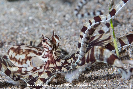 Mimic Octopus Facts & Behavior