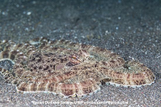 Mimic Octopus (Thaumoctopus mimicus)