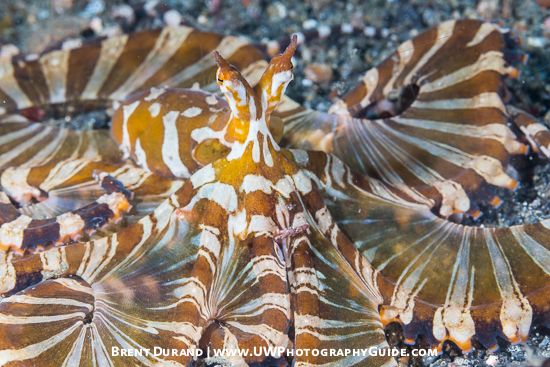 Wonderpus Octopus (Wunderpus photogenicus)
